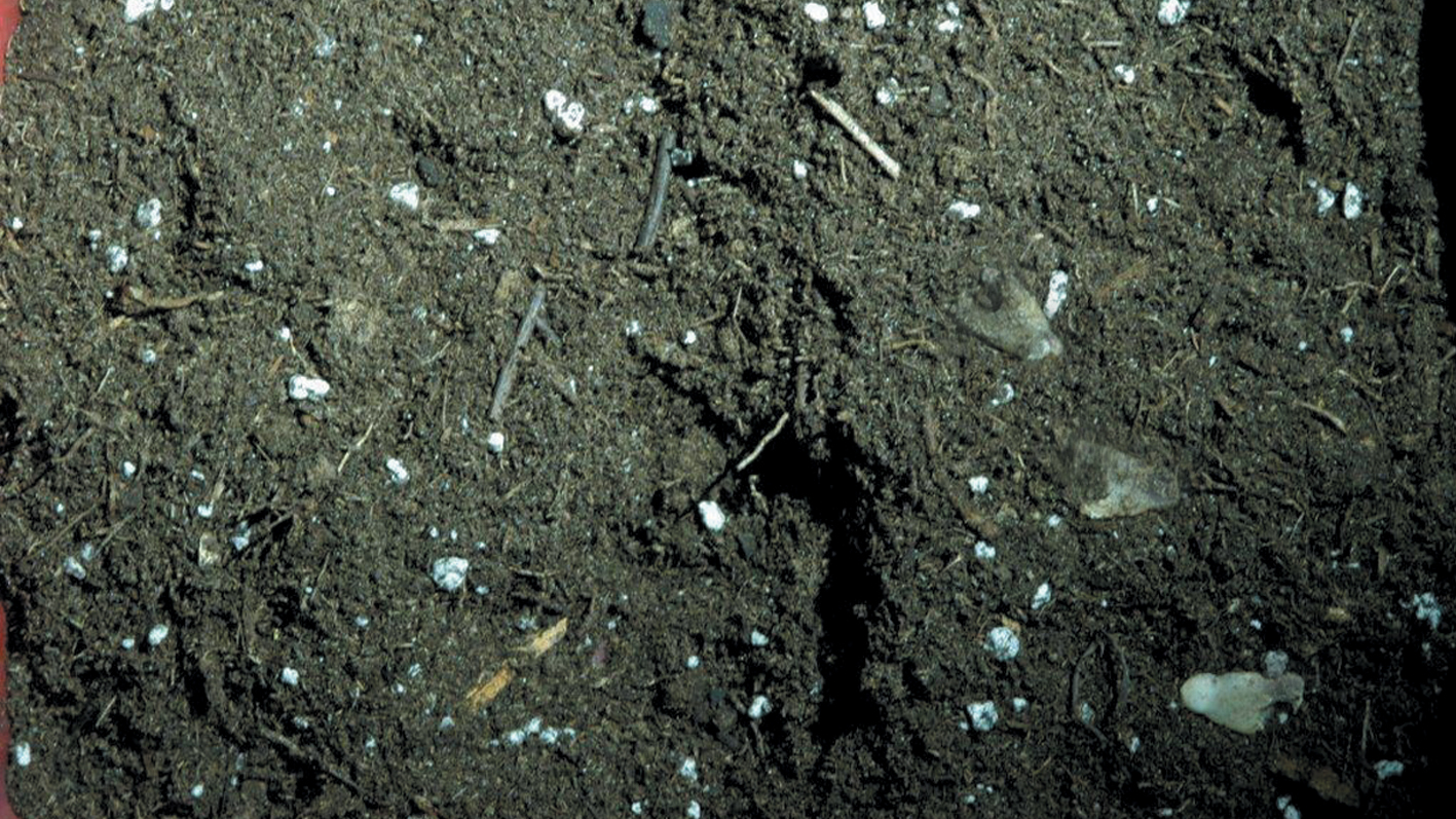 Before image
